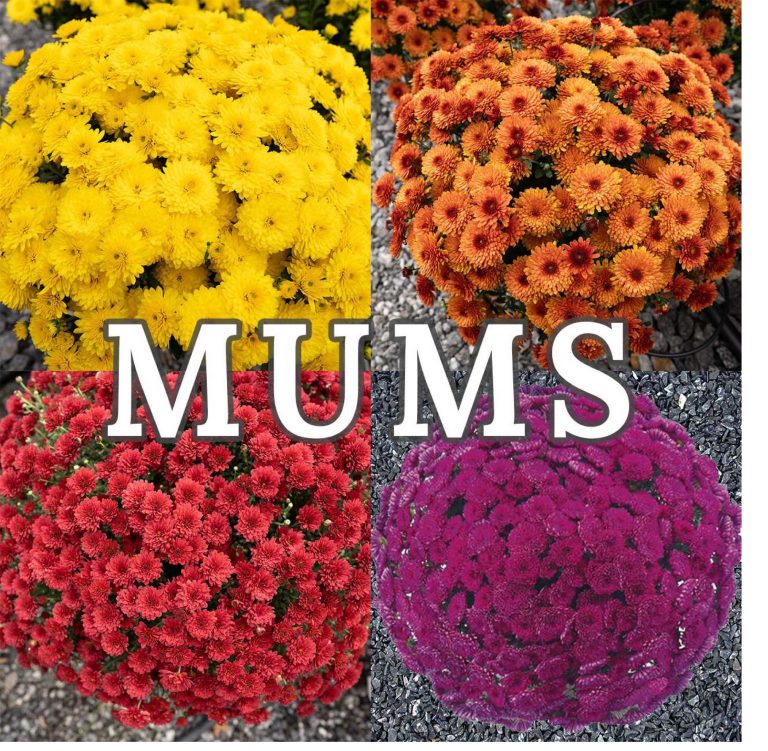 Mum Flower Selection